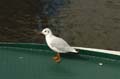 Hamburg_maritim_41