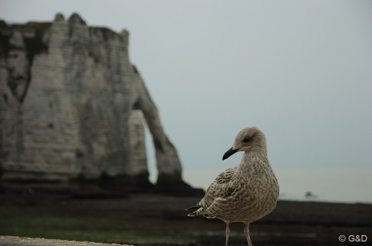 etretat15